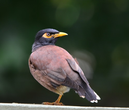 Common Myna 2.jpeg