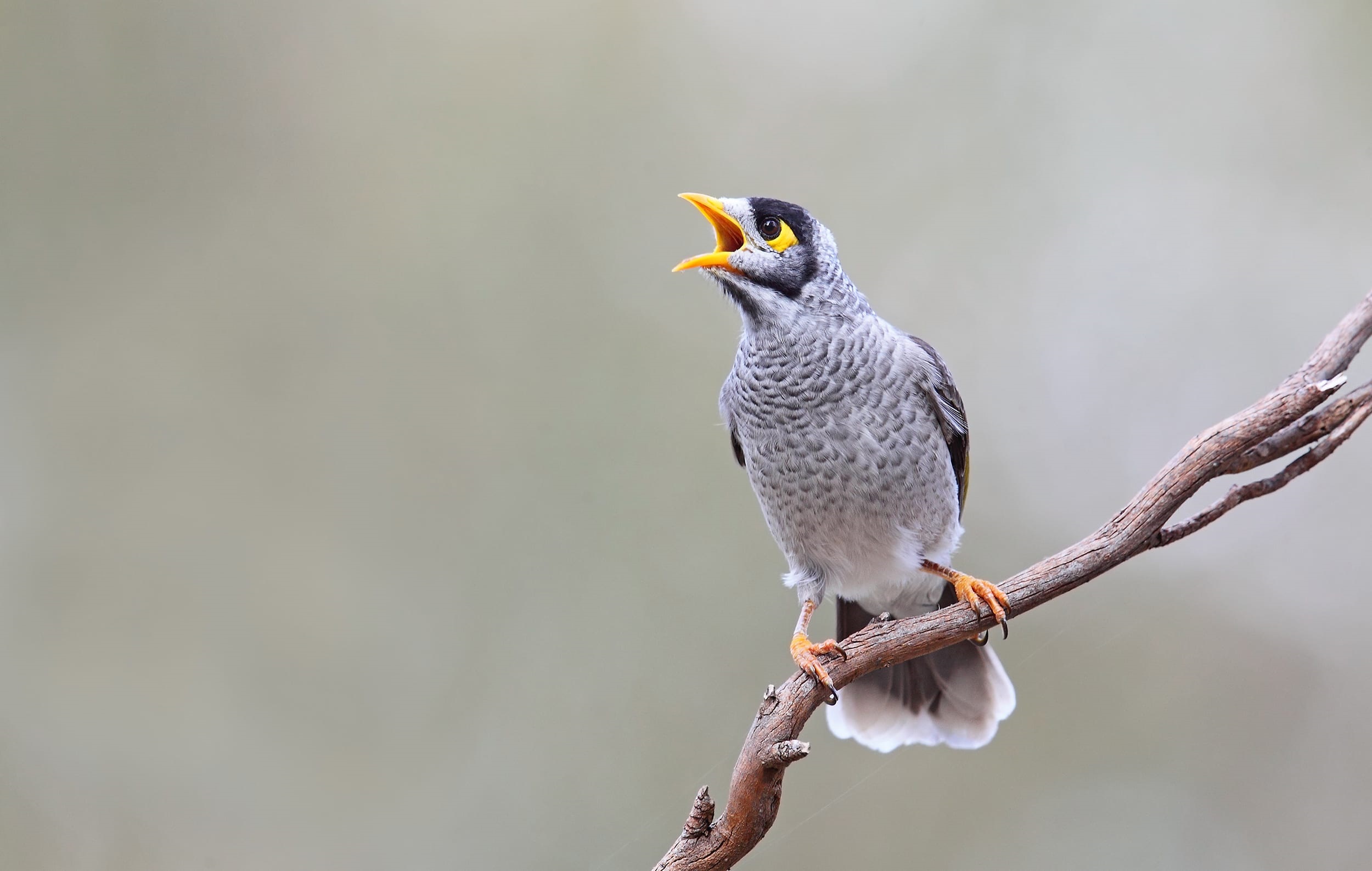 Noisy Miner 2.jpeg